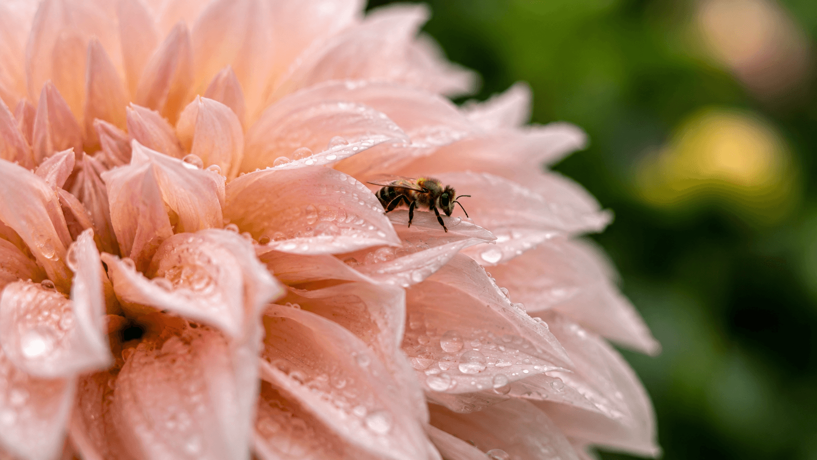 Macro and close-ups: where to start